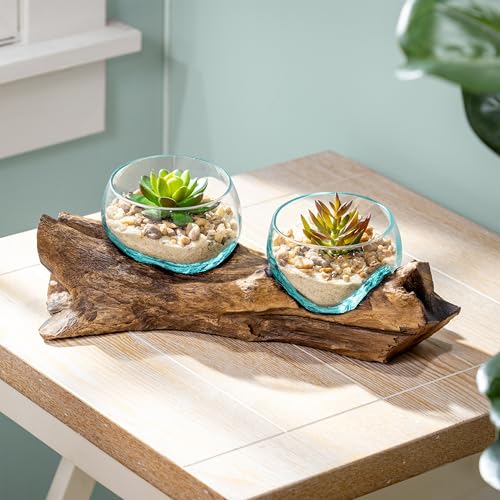 Cape Craftsmen Set mit 2 Terrarien | mundgeblasenes blau getöntes Blasenglas auf natürlichem Teak-Treibholz-Terrarium | Heimdekoration für den Innenbereich mit Ständer | Topf für Sukkulenten und Cape Craftsmen Set mit 2 Terrarien | mundgeblasenes blau getöntes Blasenglas auf natürlichem Teak-Treibholz-Terrarium | Heimdekoration für den Innenbereich mit Ständer | Topf für Sukkulenten und von Cape Craftsmen