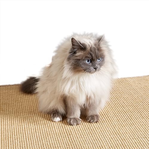 Kratzmatte für Katzen - Fußmatte Sisal Kratzteppich - natürliche Sisalmatte robust - Vorleger 100% Sisal - Katzenkratzmatte Natur 40 x 60 cm 2er Set Kratzmatte für Katzen - Fußmatte Sisal Kratzteppich - natürliche Sisalmatte robust - Vorleger 100% Sisal - Katzenkratzmatte Natur 40 x 60 cm 2er Set von Carpido