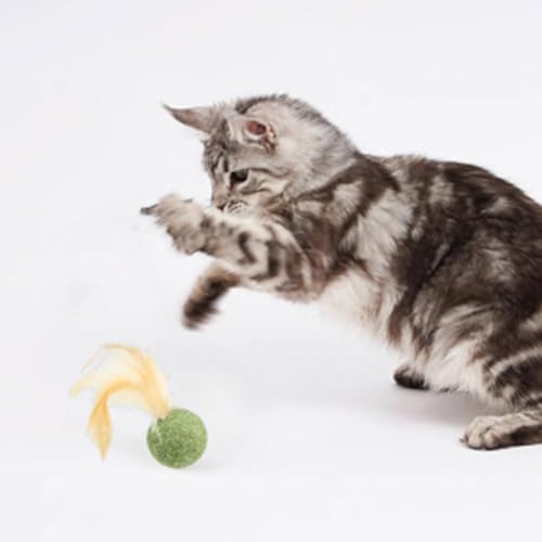 Katzenspielzeug Katzenminze mit Feder, Kätzchen, interaktives Spielen, Kautraining, Jagd, Jagd und Bewegung, essbarer Katzenminze-Federball, Katzenminze-Ball, Katzenspielzeug für Katzenspielzeug Katzenminze mit Feder, Kätzchen, interaktives Spielen, Kautraining, Jagd, Jagd und Bewegung, essbarer Katzenminze-Federball, Katzenminze-Ball, Katzenspielzeug für von Carroterr