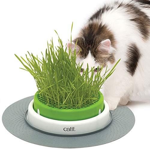 Catit Grass Planter, Katzengras, Katzengrastopf mit Abdeckgitter, 1 Stück (1er Pack) von Catit