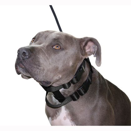 Original Illusion Collar Trainingshalsband & Leine des amerikanischen Hundeflüsterer Cesar Millan, Größe S, Schwarz Original Illusion Collar Trainingshalsband & Leine des amerikanischen Hundeflüsterer Cesar Millan, Größe S, Schwarz von Cesar Millan