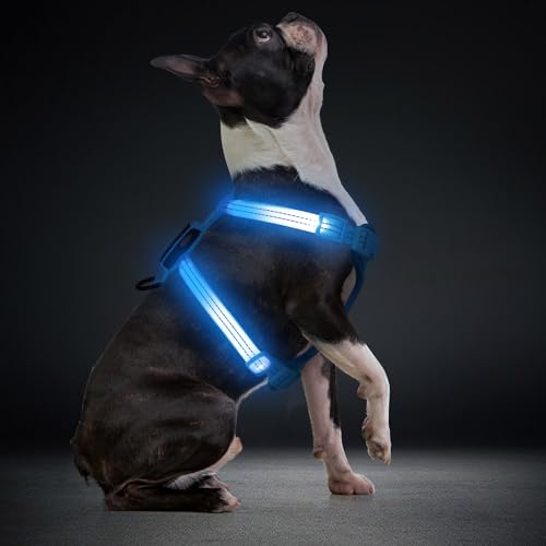 LED Hundegeschirr für kleine Hunde USB-C Wiederaufladbares Beleuchtetes Hundegeschirr Leuchtet Im Dunkeln welpengeschirr xs s Hundeweste Reflektierend für Nachtspaziergänge (Blau) von ChalkLit