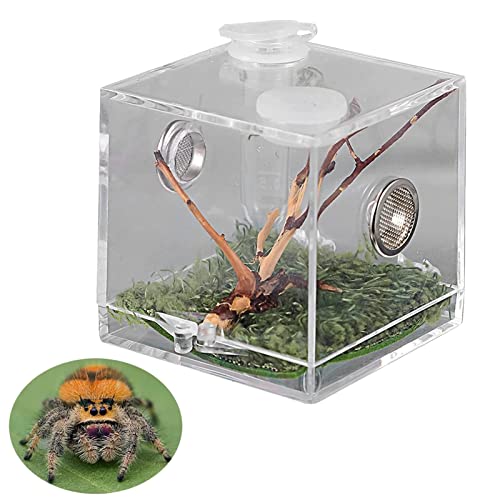 Insekt Spider Reptile Terrarium Cage, Transparenter Kunststoff Reptile Breeding Box Viewing Box for Spider Cricket Snail Tarantulas (Color : 1pcs, Size : 5.2x5.2x5.2cm) von Chamber