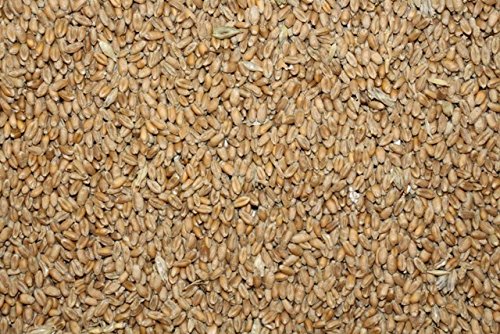 FutterXL 25 kg Weizen, direkt vom Landwirt FutterXL 25 kg Weizen, direkt vom Landwirt von Charm Foot