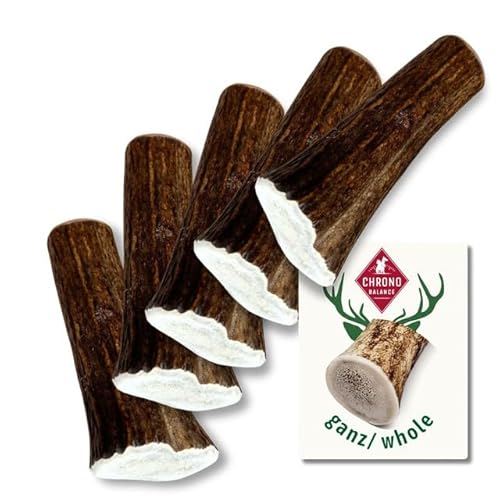 ChronoBalance® XS Kaustange für Hunde ganze Stücke als Kauspielzeug: 100% Hirschgeweih für Hunde, Hundespielzeug, Leckerli Zahnpflege, Kausnack, Geweih Kauknochen, Natürlich ohne Zusätze (5er Set) von ChronoBalance