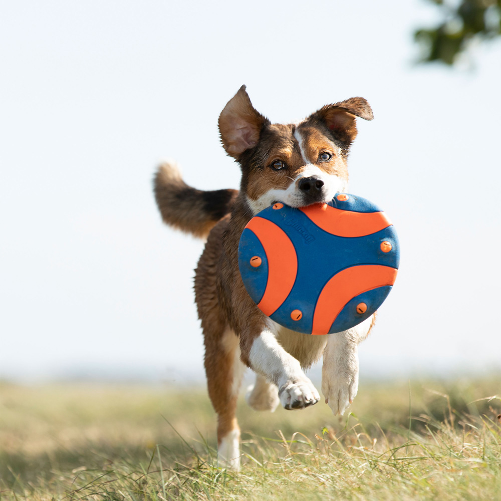 Chuckit! Frisbee Whistle Flight blau-orange, Durchmesser:  ca. 23 cm von Chuckit!