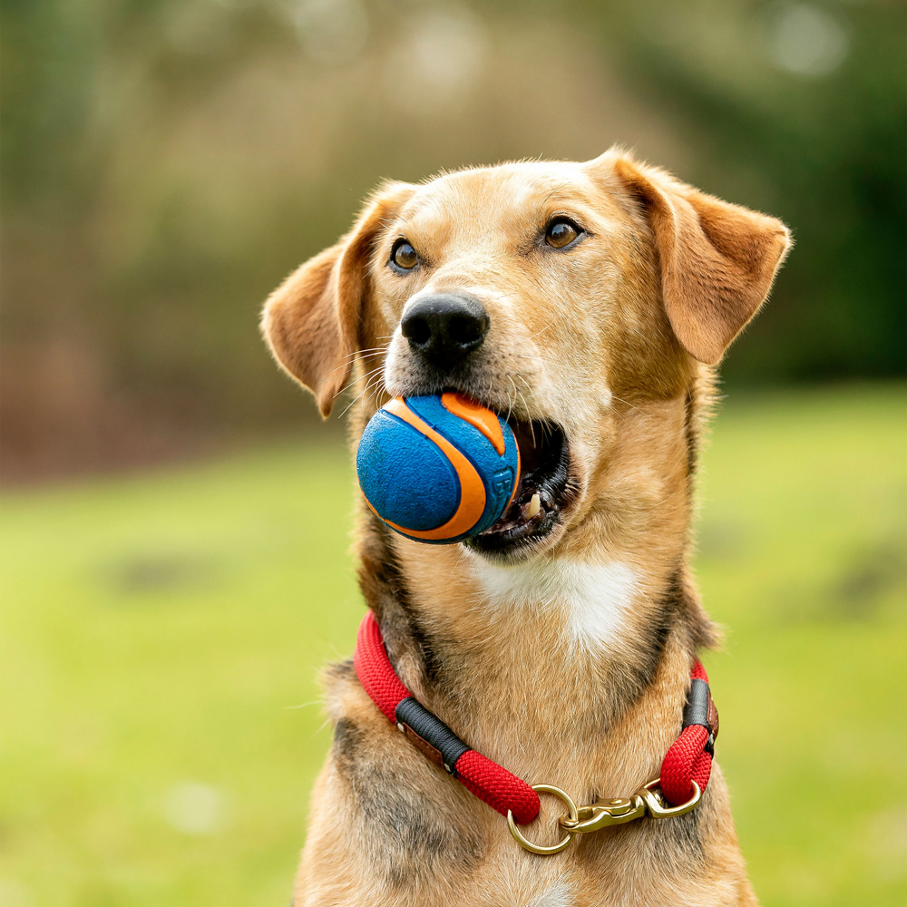 Chuckit! Hunde-Gummiball Ultra Squeaker blau-orange, Gr. M, Durchmesser:  ca. 6 cm von Chuckit!