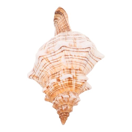 Ciieeo Natürliche Große Meeresschnecke Muschel für Fischbecken Dekoration Vielseitiger Vase-füller und Strandparty-Ornament Authentisches Küstenmotiv für Wohn Arbeitsräume von Ciieeo