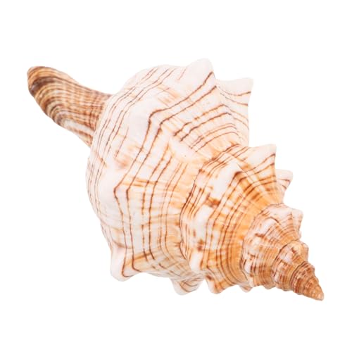 Ciieeo Natürliche Große Meeresschnecke Vielseitige Muscheldekoration für Vasenfüllung Aquariumakzent und Küsten Wohnambiente für Büro Wohnzimmer Strandparty und Meeresthema Ciieeo Natürliche Große Meeresschnecke Vielseitige Muscheldekoration für Vasenfüllung Aquariumakzent und Küsten Wohnambiente für Büro Wohnzimmer Strandparty und Meeresthema von Ciieeo