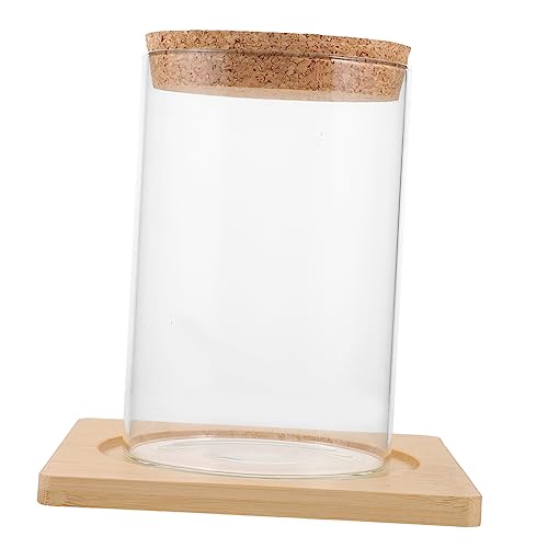 Ciieeo Terrarium mit Kleines Pflanzgefäß für Hydroponische Pflanzen DIY Mikro Landschaftsbehälter für Bambusunterlage von Ciieeo