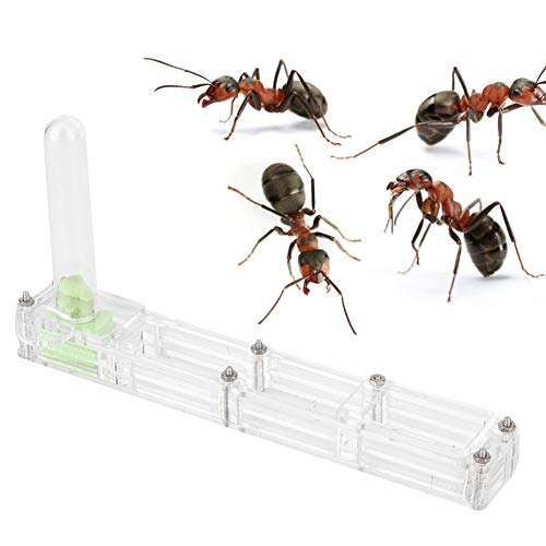 Cikonielf Ameisenform, Acryl, Ameisenzucht, Nest, Foricarium, durchsichtig, Netzteil, lebendes Nest (transparent) von Cikonielf
