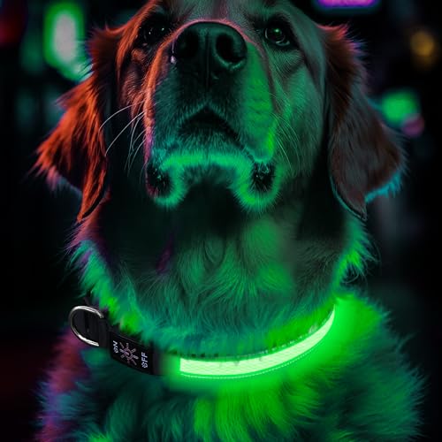 Leuchthalsband Hund Aufladbar, Einstellbare LED Hundehalsband Leuchtend mit 3 Lichtmodi in der Nacht Sicherheit für Kleine, Mittlere und Große Hunde Leuchthalsband, Grün, M Leuchthalsband Hund Aufladbar, Einstellbare LED Hundehalsband Leuchtend mit 3 Lichtmodi in der Nacht Sicherheit für Kleine, Mittlere und Große Hunde Leuchthalsband, Grün, M von CoCoDonut