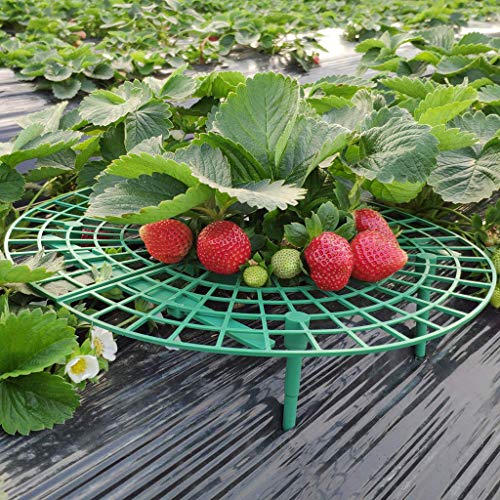 Cockjun 5PC Erdbeere Stützen, Einstellbarer Pflanzenständer Erdbeere Growing Halter für die Aufrechterhaltung der Pflanze sauber und Nicht verrotten,Gartenpflanze Stützen Käfige mit stabilen Beinen Cockjun 5PC Erdbeere Stützen, Einstellbarer Pflanzenständer Erdbeere Growing Halter für die Aufrechterhaltung der Pflanze sauber und Nicht verrotten,Gartenpflanze Stützen Käfige mit stabilen Beinen von Cockjun