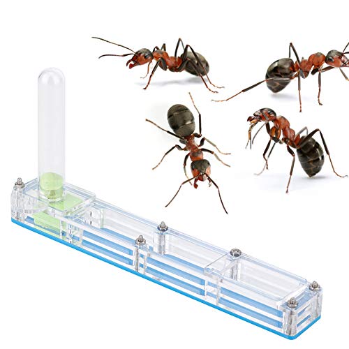Cocoarm Transparente Zuchtbox für Ameisenzucht aus Acryl, Formicarium-Displaybox, Ameisenzuchtbox, Acryl-Ameisenzuchtbox für Ameisenfarm, Hausameisen-Displaybox (blaues Versteck) von Cocoarm