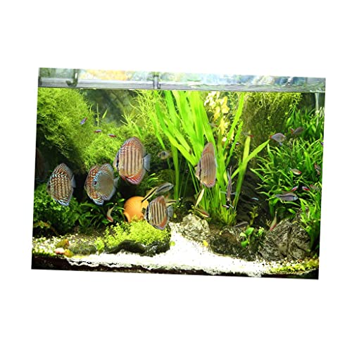 Colcolo Aquarium Hintergrund, Selbstklebend, Tropische Fische, 6 Größen – Pick, Zierfisch, XL von Colcolo