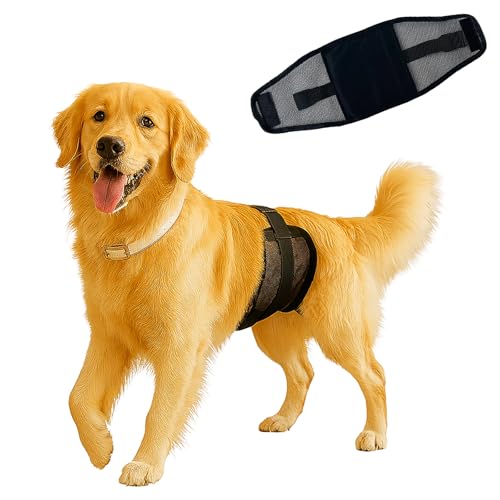 Colenumone Atmungsaktives Netz-Bauchband für Rüden - Leicht, wiederverwendbar und waschbar, um Markierungen, Inkontinenz und peinliches Aufreiten zu verhindern (XL) von Colenumone