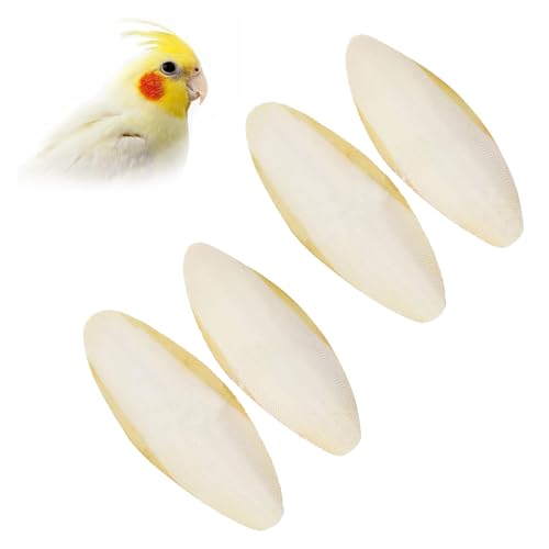 Comioke Sepiaschale Tintenfisch Sepia Knochen Kauspielzeug, Sepiaschalen Vögel Kauen Spielzeug Papageien Kauspielzeug Tintenfische Sepia Knochen für Schildkröten Vögel Schnecken,11-13cm Comioke Sepiaschale Tintenfisch Sepia Knochen Kauspielzeug, Sepiaschalen Vögel Kauen Spielzeug Papageien Kauspielzeug Tintenfische Sepia Knochen für Schildkröten Vögel Schnecken,11-13cm von Comioke