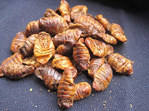 CommonBaits SEIDENRAUPEN 1Kg Silkworms von CommonBaits