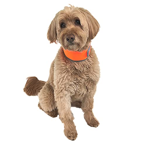 CoolerDog Kühlendes Hundehalsband, reflektierend, wiederverwendbar, Eis-Halsband, mittelgroß, Orange von CoolerDog