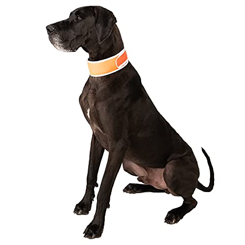 CoolerDog Kühlendes Hundehalsband mit hoher Sichtbarkeit, orange, reflektierend, wiedergefrierbar, Größe XL von CoolerDog