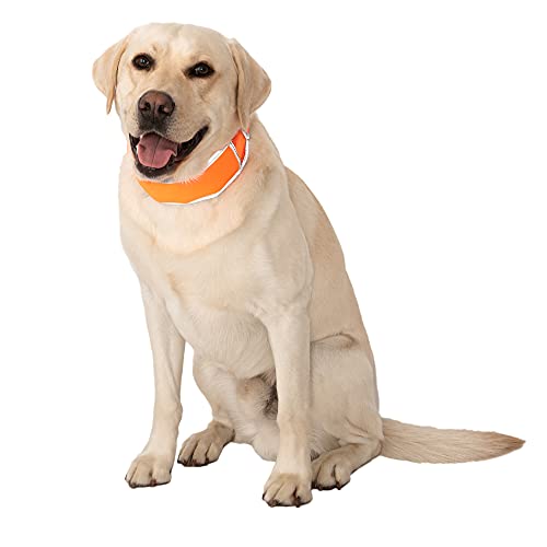 CoolerDog Reflektierendes Hundehalsband, reflektierend, kühlend, Größe L, Orange von CoolerDog