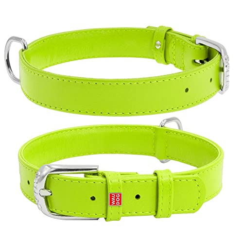 Coperani | Hundehalsband | Halsumfang: 21-29 cm | Breite: 2 cm | Leder | Limette | Langlebig | Robust | Hochwertig von Coperani LIEBLINGSSACHEN FÜR IHR TIER