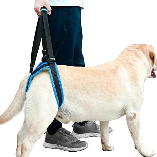 Hundegeschirr zum Anheben von Hunden, für Rücken, Hinterbeine, Tierärzte zugelassen, hilft beim Hochhalten von Hundegeschirr für kleine, mittelgroße und große Hunde, Arthritis, X-Large Hundegeschirr zum Anheben von Hunden, für Rücken, Hinterbeine, Tierärzte zugelassen, hilft beim Hochhalten von Hundegeschirr für kleine, mittelgroße und große Hunde, Arthritis, X-Large von Coppthinktu
