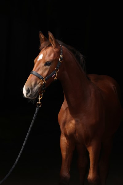 Covalliero Fohlenhalfter TopLine Black Covalliero Fohlenhalfter TopLine Black von Covalliero