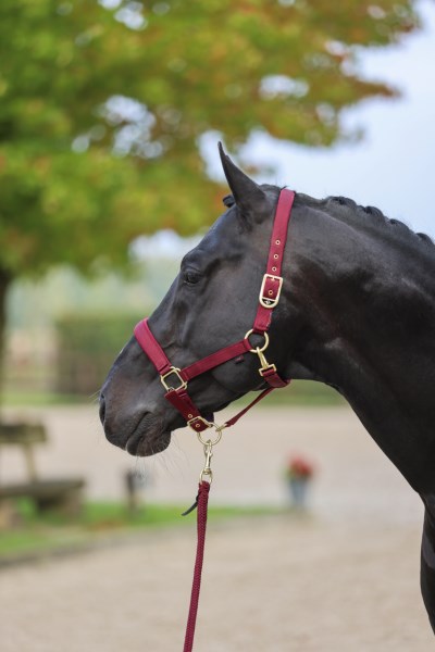 Covalliero Halfter Classy Merlot, Gr. Pony Covalliero Halfter Classy Merlot, Gr. Pony von Covalliero