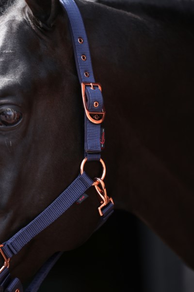 Covalliero Halfter Classy Navy, Gr. Wb Covalliero Halfter Classy Navy, Gr. Wb von Covalliero