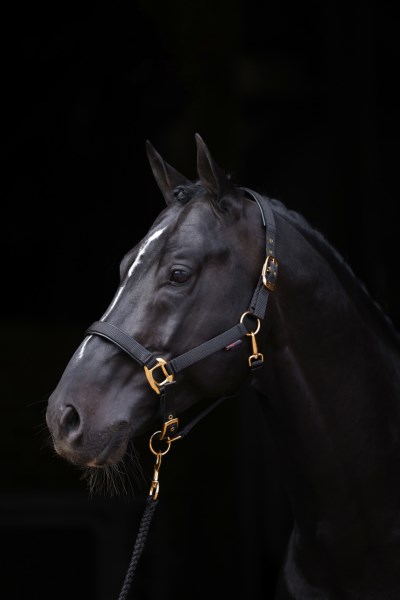 Covalliero Halfter TopLine Black, Gr. Pony Covalliero Halfter TopLine Black, Gr. Pony von Covalliero