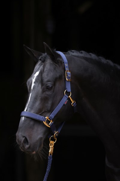 Covalliero Halfter TopLine Navy, Gr. Pony Covalliero Halfter TopLine Navy, Gr. Pony von Covalliero