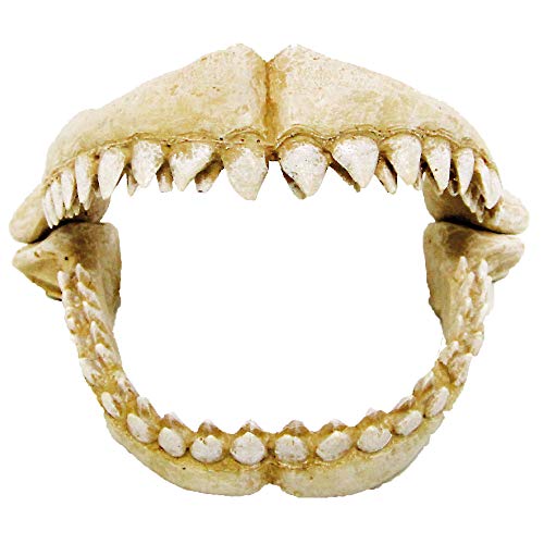 CROCI Shark Zähne, mittel von Amtra