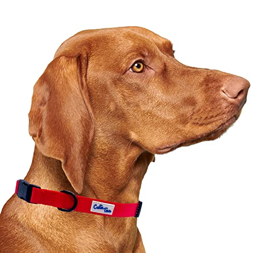 Cutie Ties Hundehalsband, mit robustem Verschluss und Schnalle, aus robustem und langlebigem Nylon, Größe S (27,9 x 40,6 cm), Rot von Cutie Ties