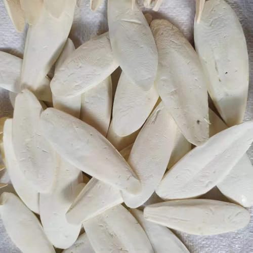 Cutiolly Sepiaschalen,12pcs Sepiaschalen Papageien,Sepia Schale,Kauspielzeug Vögel,Kauen Spielzeug,Tintenfisch Sepia Knochen,Sepia Knochen für Papageien Vögel Reptilien Schildkröten Schnecken Cutiolly Sepiaschalen,12pcs Sepiaschalen Papageien,Sepia Schale,Kauspielzeug Vögel,Kauen Spielzeug,Tintenfisch Sepia Knochen,Sepia Knochen für Papageien Vögel Reptilien Schildkröten Schnecken von Cutiolly
