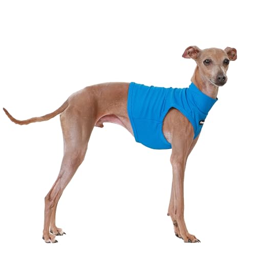 D Doggy Star T-Shirt für italienische Windhunde, kühlend, bauchfreies Oberteil, Whippet für Hunde, Größe S, Coolcrop Blau von D DOGGY STAR