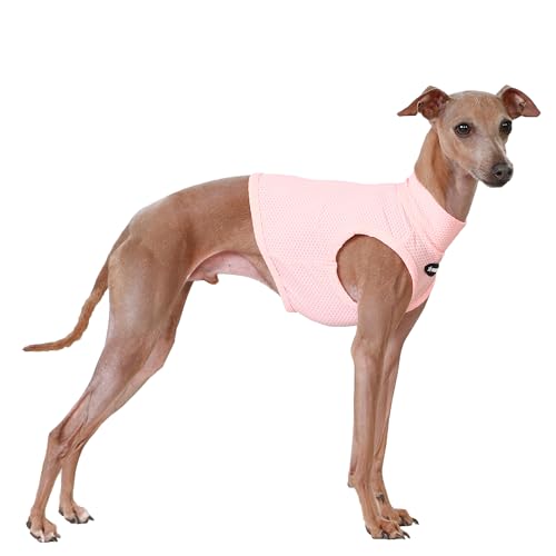 D Doggy Star T-Shirt für italienische Windhunde, kühlend, bauchfreies Oberteil, Whippet für Hunde, Größe XXL, Coolcrop Aprikose von D DOGGY STAR
