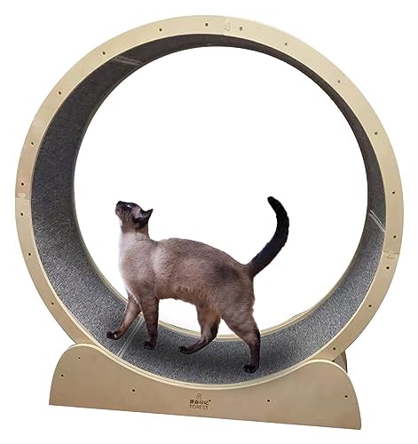 Katzen-Laufrad Katzenlaufband Indoor-Katzen-Riesenrad-Trainer, kleine, mittelgroße und große Katzen-Laufrad, Haustier-Katzenspielzeug/Katzenkratzer (Größe : 80 cm) von DALIZA