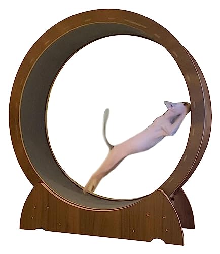 Katzenlaufrad Katzenlaufband Katze Hamster Rad für Haustier Katze Gewichtsverlust, Indoor-Katzen/Kätzchen/Kitty Spielzeug, einfache Montage (Größe : 100 cm) von DALIZA