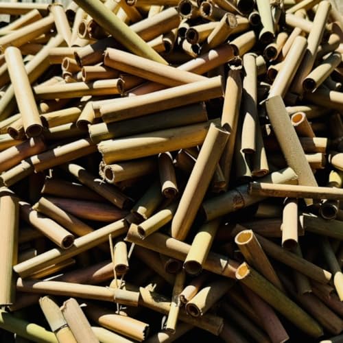 DARLUX 1000 x Bambusröhrchen I Nisthilfe für Wildbienen I Insektenhotel Füllmaterial 6 und 8 mm Ø I 80 mm I Naturbelassen I Bambusstäbe für Insekten Bambus DARLUX 1000 x Bambusröhrchen I Nisthilfe für Wildbienen I Insektenhotel Füllmaterial 6 und 8 mm Ø I 80 mm I Naturbelassen I Bambusstäbe für Insekten Bambus von DARLUX