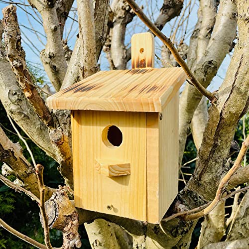 DARLUX Flachdach Nistkasten Brutstätte für kleine Singvögel Holz Natur/Geflammt von DARLUX