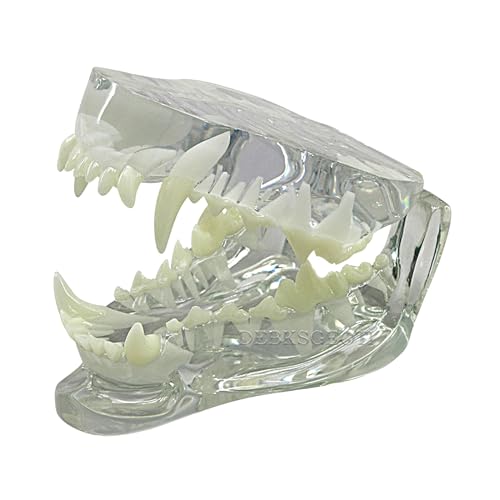 DEBKSGEOTI Hundekiefer Dental Klar Hund Oral Klare Zähne Modell Haustier Klinik Anatomische Zahnkiefer für Tierarzt Büro Bildung Dekoration Demonstrieren (Hundezähne Modell) von DEBKSGEOTI
