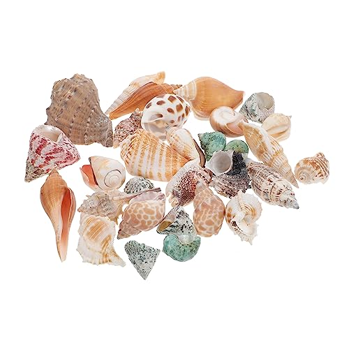 DECOMELODY 1 Set Einsiedlerkrebs Muschel Aquarium Muscheln Meeresmuschel Aquarium Landschaftsgestaltungs Ornament Aquarium Muschel Ornament Couch Ornamente Einsiedlerkrebs von DECOMELODY