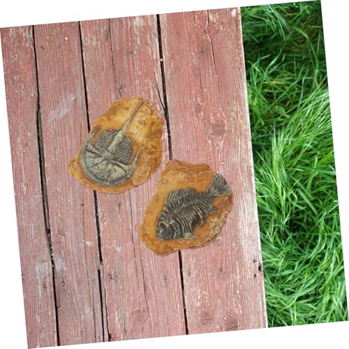 DECOMELODY 2 Stück Simulierte Harz fossil Dekoration Reptilien Terrarien Stabile Langlebige Landschafts Ornamente für Kleine Haustiere Kreative Schlangenbox deko Sicher für Amphibien und DECOMELODY 2 Stück Simulierte Harz fossil Dekoration Reptilien Terrarien Stabile Langlebige Landschafts Ornamente für Kleine Haustiere Kreative Schlangenbox deko Sicher für Amphibien und von DECOMELODY