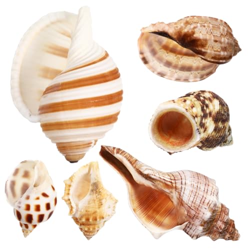 DECOMELODY 6 Pcs Große Muscheln Krabben Muscheln Krabben Decor Strand Dekoration Krabben Muscheln von DECOMELODY