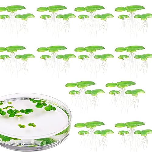 2 Packstoff Kunststoffwasseroberflächen Schwimmende Pflanzen Realistische Aquarium Dekore Verbessert Realistische Aquarium Dekore des Lebensraums von DEKKRYNFV