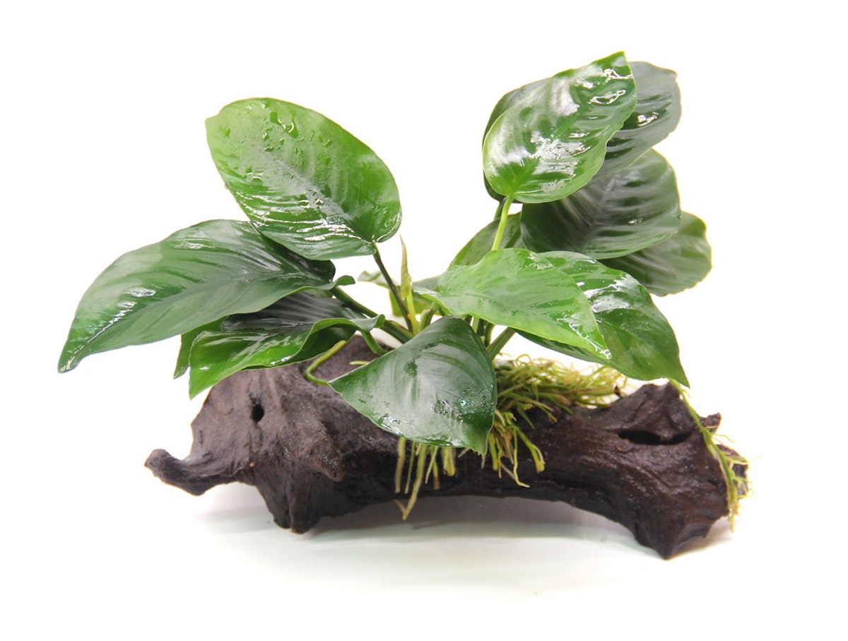 Anubias barteri von DENNERLE PLANTS