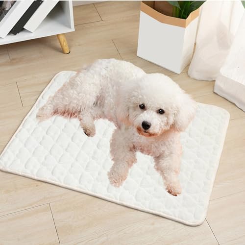 DG Catiee Haustiermatte, Hundenest, Bodenmatte, rutschfeste Katzen-Schlafmatte, warmes Winter-Haustierbett, strapazierfähige Plüsch-Haustierbetten für Haustiernest, Hund, Katze (110 x 160 cm, Weiß) DG Catiee Haustiermatte, Hundenest, Bodenmatte, rutschfeste Katzen-Schlafmatte, warmes Winter-Haustierbett, strapazierfähige Plüsch-Haustierbetten für Haustiernest, Hund, Katze (110 x 160 cm, Weiß) von DG Catiee