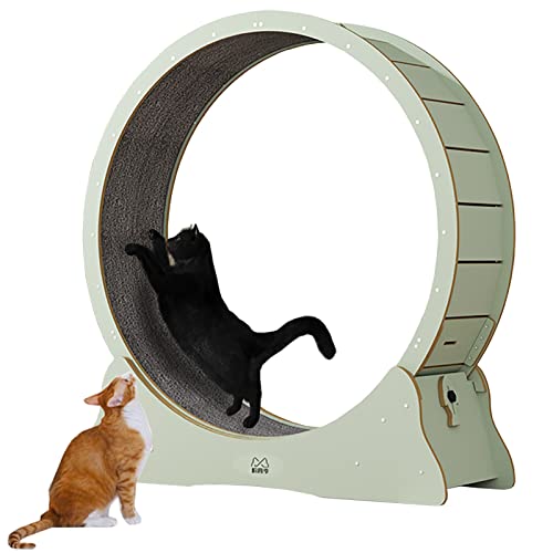 Grünes, leises, Sich drehendes Katzenlaufband, Kätzchen-Übungsrad mit Feststellvorrichtung, interaktives Katzenspielzeug zur Gewichtsreduktion ohne Lücke für Katzen im Innenbereich von DIIDIIFF
