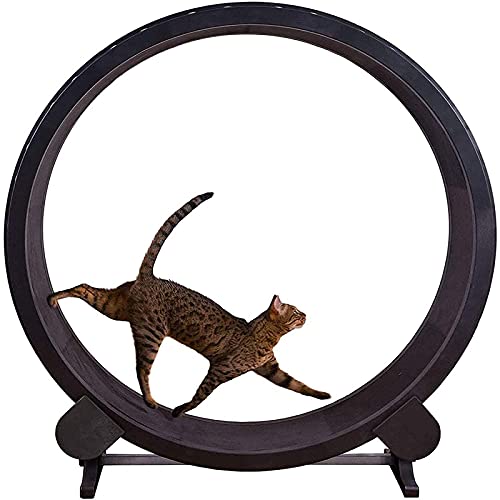Katzenlaufband, Katzen-Fitness-Sportspielzeug zur Gewichtsreduktion, Laufband für Haustiere, leises Katzenlaufband für kleine/mittelgroße Katzen, 220 Pfund von DIIDIIFF